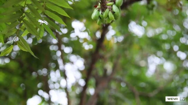 Bilimbi Fruits | 5 Awesome facts about BIlimbi Fruits!!! смотреть онлайн