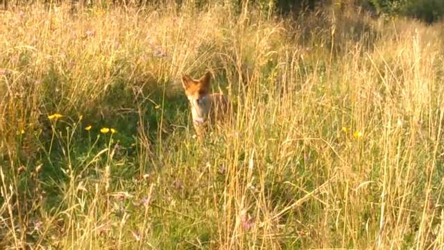 Лисичка-сестричка смотреть онлайн