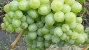 Донская красавица — виноград Ляна