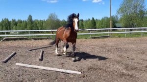 Владимирский тяжеловоз Безупречный