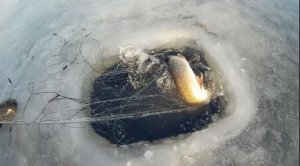 Браконьеры Зима Часть №5.