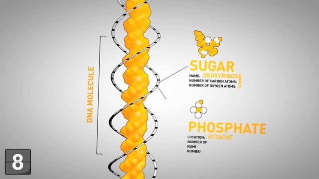 18 Things You Should Know About Genetics смотреть онлайн