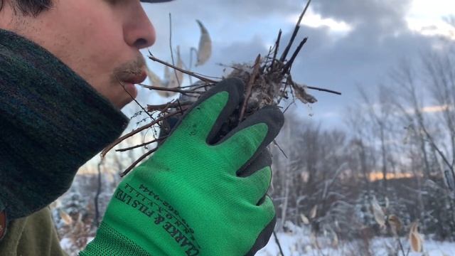 Winter Fire-Starting: Milk-Weed Pods & Golden Rod смотреть онлайн