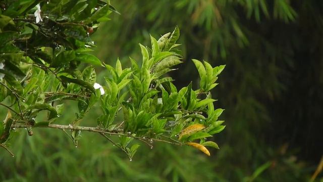 Petricor | Meluele Pregunta смотреть онлайн