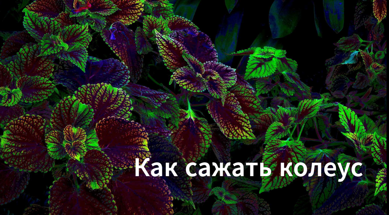 Как сажать колеус. Как сажать семена колеуса