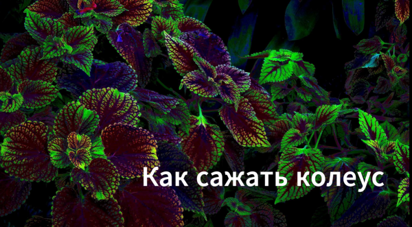 Как сажать колеус. Как сажать семена колеуса