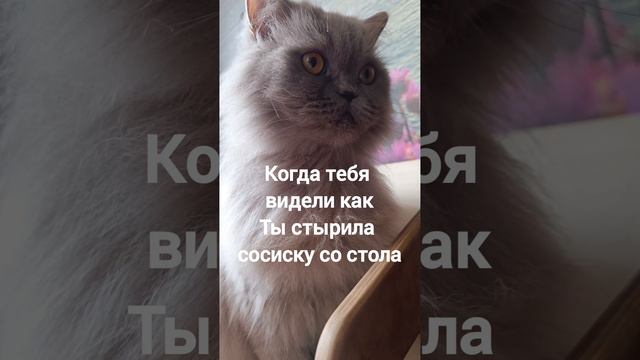 ася#мойпитомец#юмор#пушистики#домашниеживотные