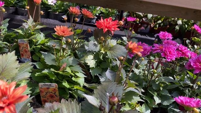 Георгины Низкорослые Серия Piccolo LONDON Обзор DAHLIA PICCOLO Series смотреть онлайн