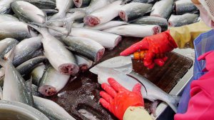 Все о молочной рыбе: от вылова до приготовления | Тайваньская еда