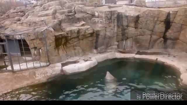 VLOG 8 Москва. Зоопарк. Еноты. Жирафы./Moscow Zoo смотреть онлайн