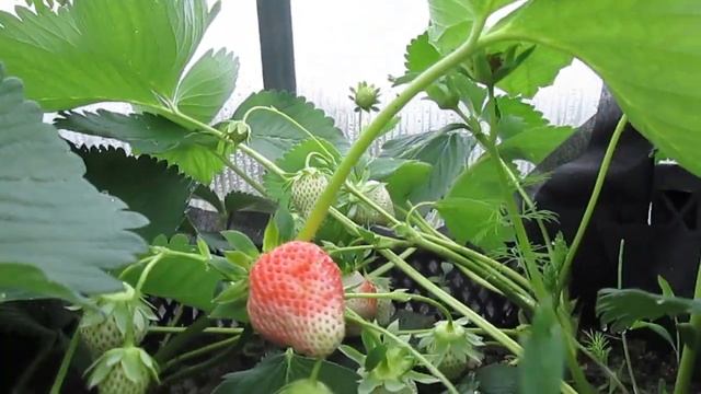 Первый сбор в мае клубники в поликарбонатной теплице в Воронежской области! смотреть онлайн