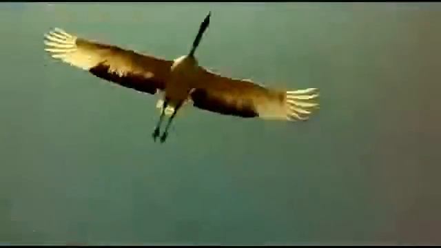 Валерий Винарский песня "Журавли" смотреть онлайн