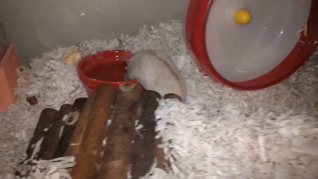 My Coworkers Surrendered a Hamster to Me! | Meet Pancake | Munchie's Place смотреть онлайн