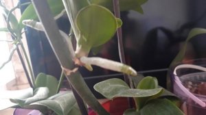 ДЕТКИ У ОРХИДЕИ. РАЗМНОЖЕНИЕ ОРХИДЕЙ #орхидеи #цветонос #деткаорхидеи #размножениеорхидеи