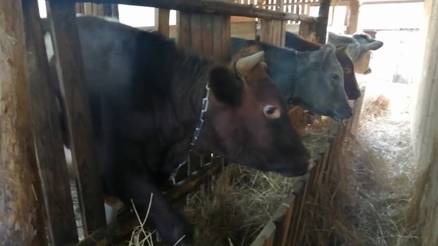 КАКОЙ ПОСТРОИТЬ НАВЕС ДЛЯ ТЕЛЯТ?!СКОЛЬКО ВЕСЯТ БОЛЬШИЕ БЫКИ?!ЖДУ ОТ ВАС СОВЕТОВ-ЭТО ОЧЕНЬ ВАЖНО! смотреть онлайн