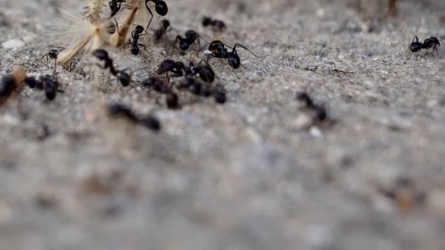 ЗА 1 РАЗ ИЗБАВИЛАСЬ ОТ МУРАВЬЕВ и ТЛИ НАВСЕГДА! ЭТОТ СПОСОБ ОТ МУРАВЬЕВ ПОМОГАЕТ СРАЗУ! смотреть онлайн