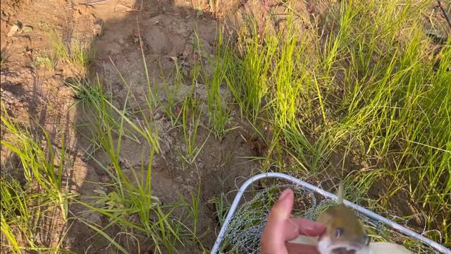 РЫБАЛКА С ДРУЗЬЯМИ! НОВЫЕ МЕСТА НА НУРЕ, ОТ НУЛЯ УШЛИ#fishing #fish #судак #карась #нура #врек #lik смотреть онлайн