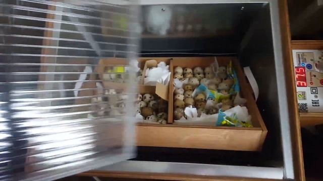 Ошибка в закладке перепелиных яиц. смотреть онлайн
