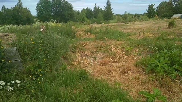 Борщевик ч.2 Промежуточный результат смотреть онлайн