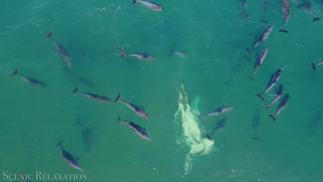 Animals Of Australia 4K - Scenic Wildlife Film With Calming Music
