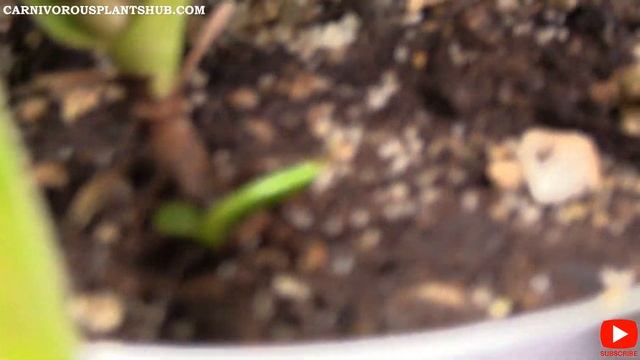 Nepenthes Ventrata: Lowes Death Cube Rescue 7 Month Update - Basal Shoot & Bigger Pitchers! смотреть онлайн