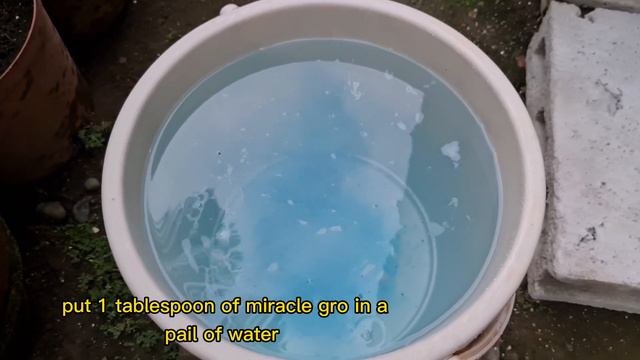 ROMA SO RECOMMEMDED FERTILIZER: SUBUKAN NATIN| MIRACLE GRO|PAANO GAMITIN| Mommy Vi's Garden 🍀🌻 смотреть онлайн