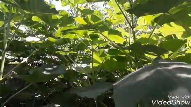 Павловния. Саженцы 4 месяца после посадки. 08.09.2018 год смотреть онлайн