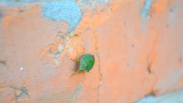 Клоп вонючка (Heteroptera) футаж смотреть онлайн