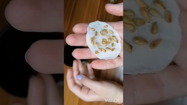 Выращивание граната в домашних условиях ? смотреть онлайн