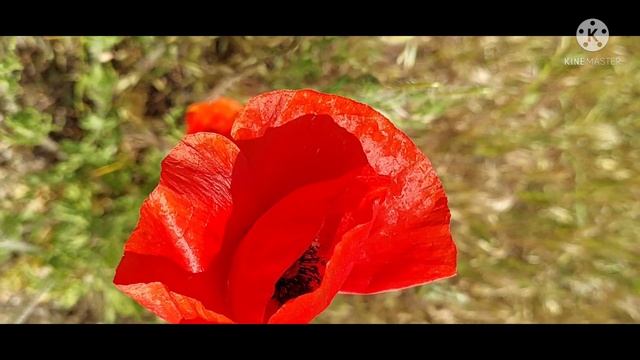 Псалом 12 ❤️ Я надію на милість Твою покладаю ? смотреть онлайн