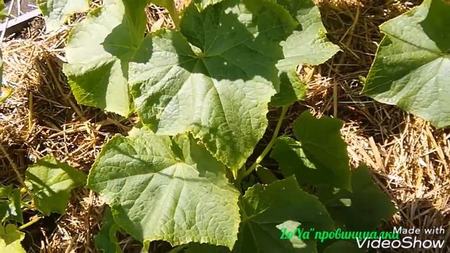 КОРНЕВОЙ СЕЛЬДЕРЕЙ/ уход, полив, подкормка/ОГУРЦЫ и ГОРОШЕК в открытом грунте/секрет хорошего урожа смотреть онлайн