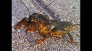 как поймать медведку