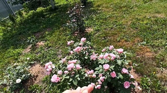 РОЗА КАНАДСКАЯ ПРЕЙРИ ДЖОЙ.