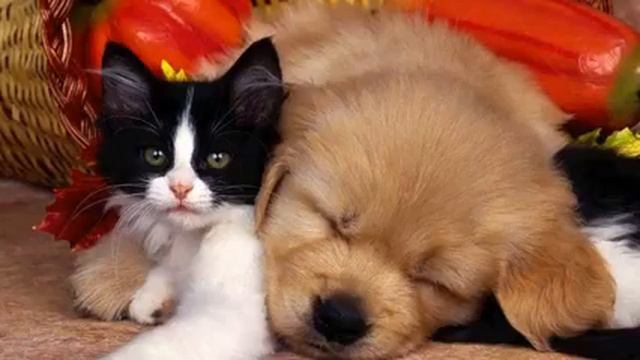 Музыка сердца. Невероятно душевная музыка. Советую... смотреть онлайн