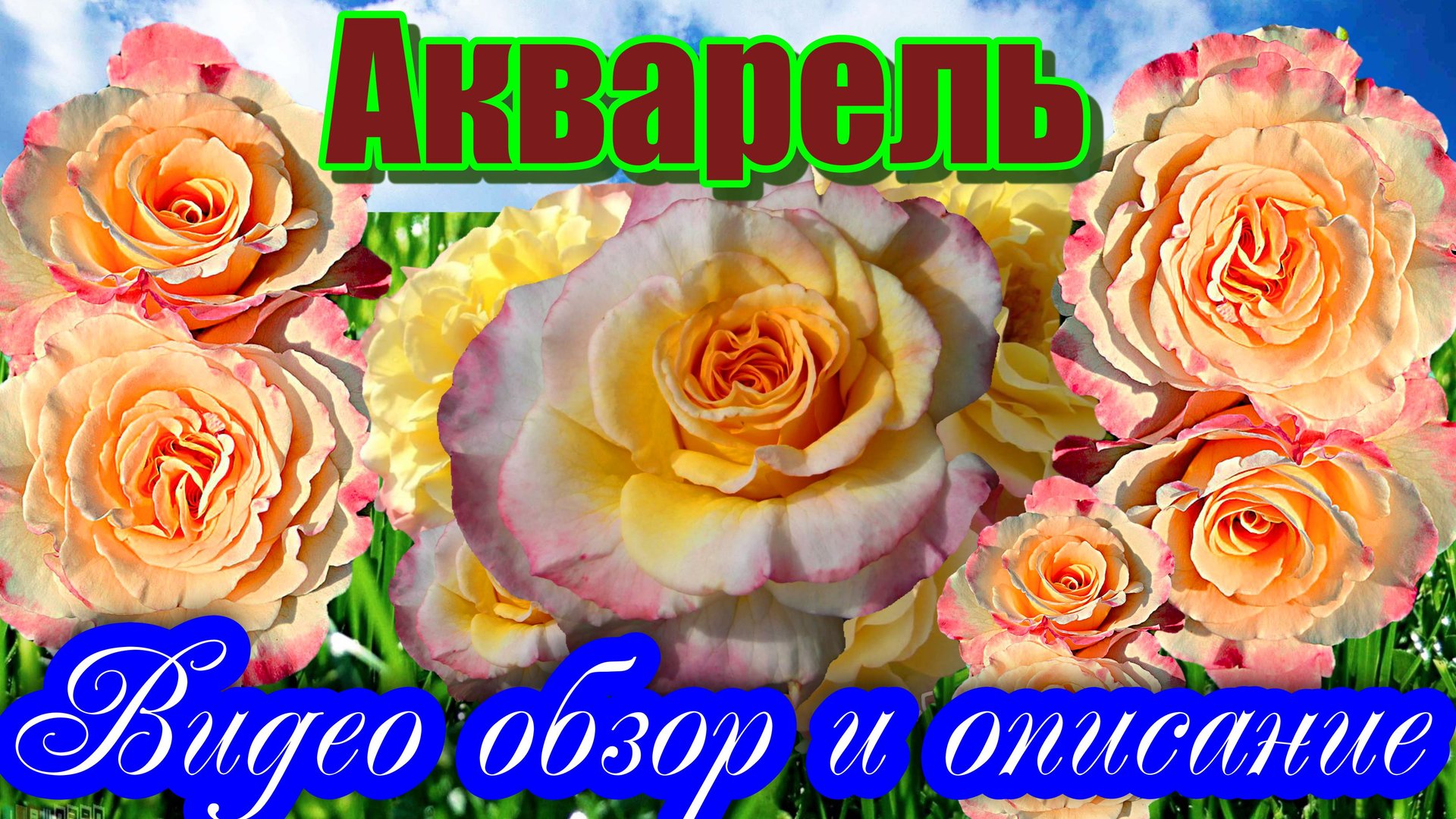 Обзор розы Акварель (Чайно гибридная) Aguarell (Tantau, 1999) смотреть онлайн