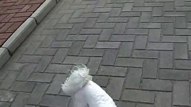 CТЕПАШКА НА ПРОГУЛКЕ смотреть онлайн