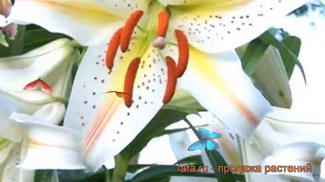 Лилия восточная горшечная Гарден Парти ? обзор: как сажать, луковицы лилии Гарден Парти смотреть онлайн