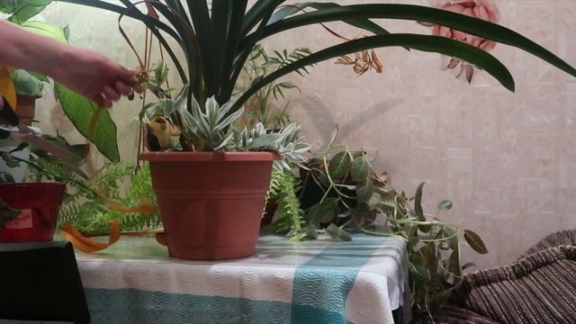 Комнатные растения на кухонном окне/ Пересадка и уборка /Аспарагусы, Кливия, Папортник, Орхидеи смотреть онлайн