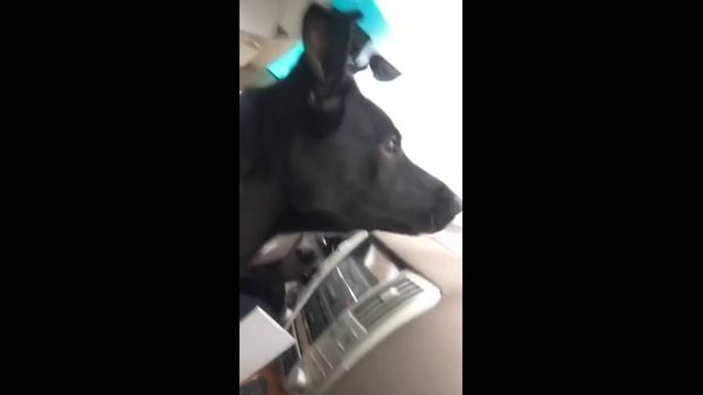 Dog realizes she's at dog park, loses her mind смотреть онлайн
