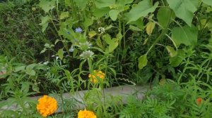 Бергамот садовый (монарда). Необычные растения в саду.