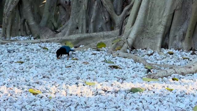 Cat TV for Cats to Watch ? Naughty Blue Birds ? Cute Chipmunks ? 8 Hours(4K HDR) смотреть онлайн