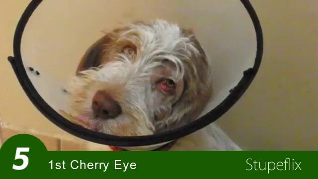 Lotti Italian Spinone смотреть онлайн