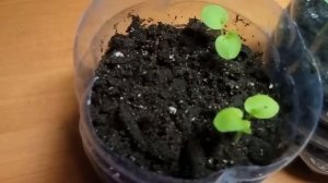 Первые всходы пеларгонии.Что делаем дальше?