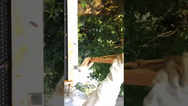 A Queen Less Hive смотреть онлайн