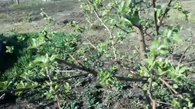 яблоня, смородина и жимолость смотреть онлайн