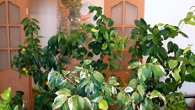 Цитрусовые великаны в квартире смотреть онлайн