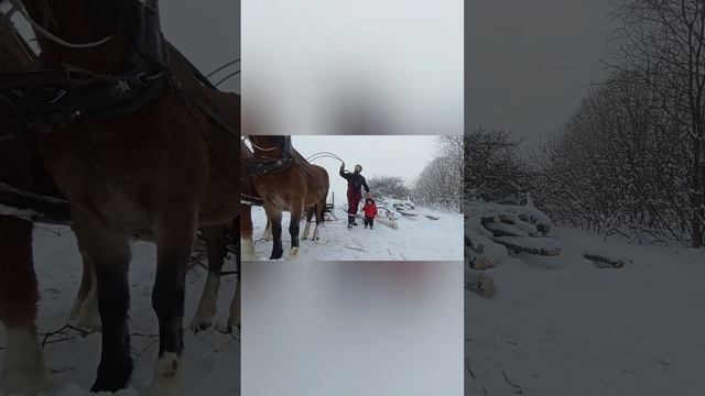Заготовка дров при помощи упряжных лошадей смотреть онлайн