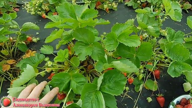 Первый сбор клубники Азия в 2021 году  Кто-то ест нашу землянику! Клубника Азия