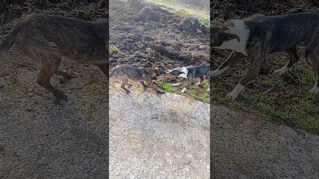 собака поймала крысу. смотреть онлайн