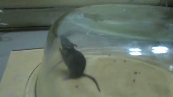 Поймал мышь в гуманную мышеловку